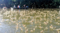 Megkezdődött a tiszavirágok látványos rajzása a Tisza-tavon 