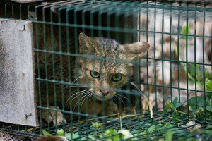 Megmentett vadmacskákat engedtek szabadon a Bükkben