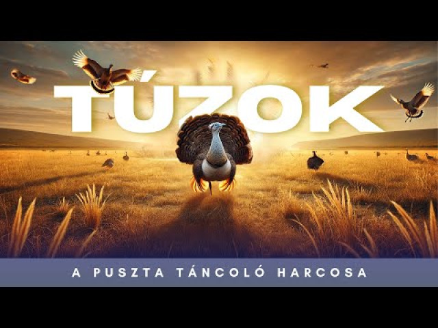 Megőrzött vadon - Túzok, a puszta táncoló harcosa
