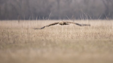 Megszámolják a legnagyobb szárnyas ragadozóinkat