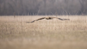 Megszámolják a legnagyobb szárnyas ragadozóinkat