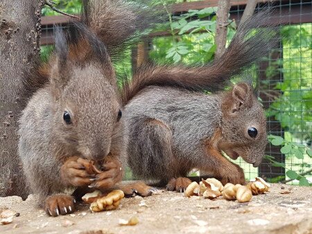 Megszülettek az idei mókusbébik