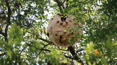 Megtalálták és lefagyasztották az első magyarországi ázsiailódarázs-fészket