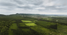 Megújul a Budakeszi Vadaskert erdeje
