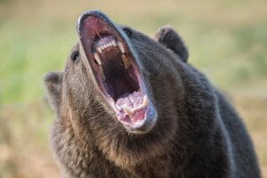 Megvadult medve támadt rá Liptószentmiklóson a járókelőkre – Videó