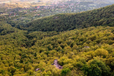 Megvan az Év Szentélyerdeje