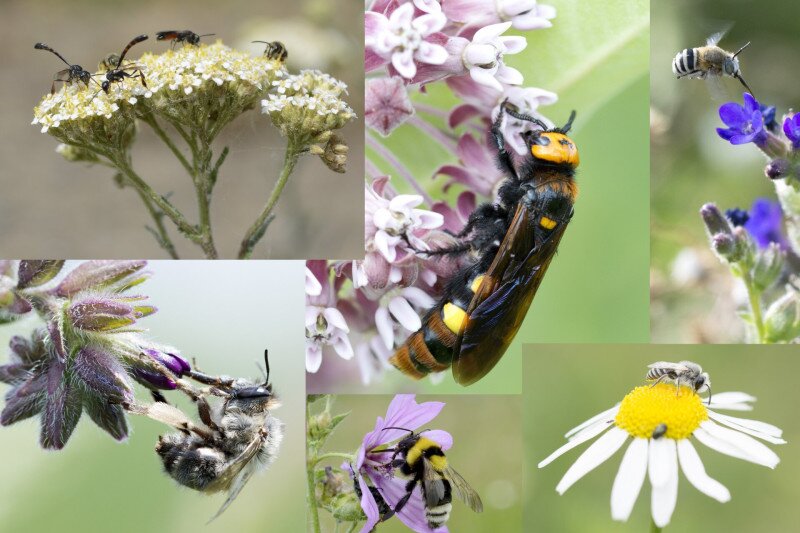 Méhek_darazsak