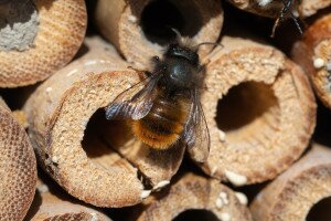 Méheknek és mindenki másnak, aki szereti a természetet