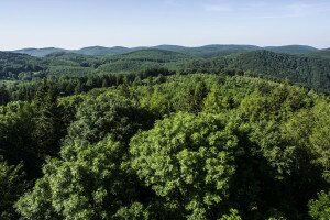 Mennyit tudsz a hazai erdőkről? - Kvíz