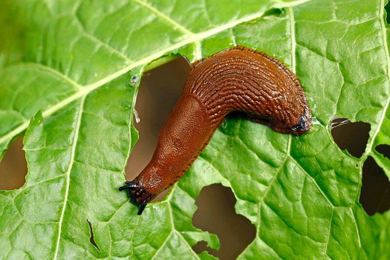 Meztelencsiga