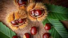 Mi a különbség a szelíd- és a vadgesztenye között?