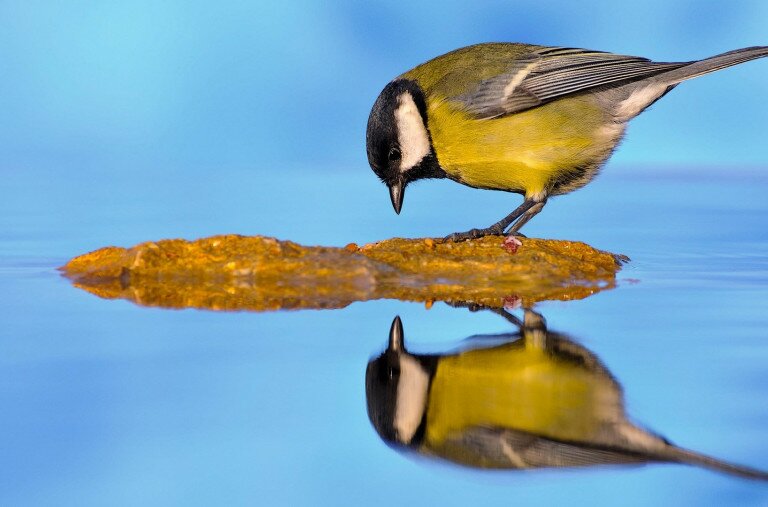 Miért kattannak rá a madarak a tükörképükre?