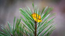 Miért nem hullajtják el a leveleiket a tűlevelűek?