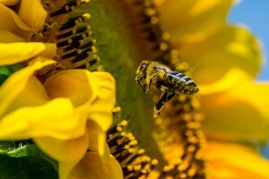 Miért pusztulnak a méhek?