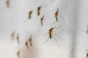 Mi is tehetünk azért, hogy ne legyen gyötrő a szúnyoghelyzet