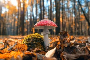 Mire jók a mérgező gombák?