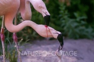 Mit csinál ez a „skalpoló” flamingó?