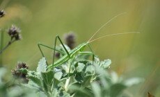 Mit keres a fűrészlábú szöcske a bugaci pusztában?