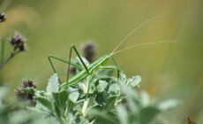 Mit keres a fűrészlábú szöcske a bugaci pusztában?