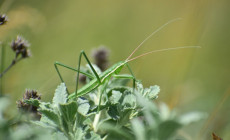 Mit keres a fűrészlábú szöcske a bugaci pusztában?