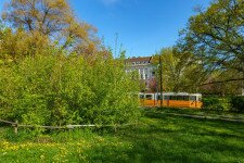 Miyawaki-minierdők – zöld szigetek a betondzsungelben