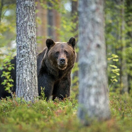 Most a Bükkben kószál egy medve, vadkamera is rögzítette