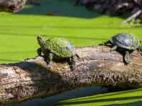 Most bukkanhatsz apró mocsári teknősökre a természetben