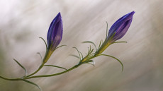 Most láthatjuk az ősz egyik legszebb virágát