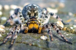 Most találkozhatsz a legnagyobb eséllyel Magyarország tízcentis pókjaival