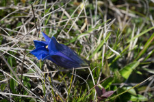 Most virít égszínkék, ritka növényünk