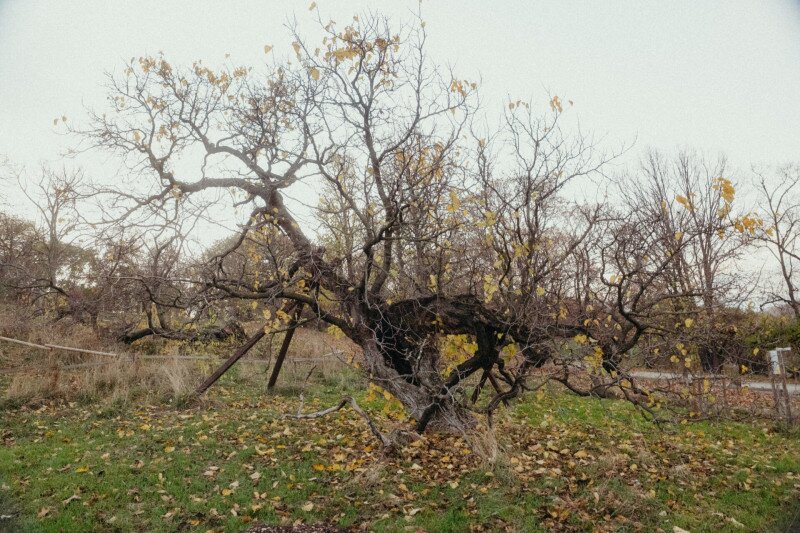 mozinet_séta_251110@nempublikus_foto-34 Launching Gagarin Kft Freakin' Disco