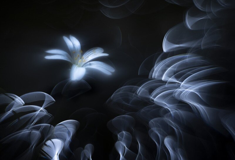 Művészi fotó egy csillaghúr virágról