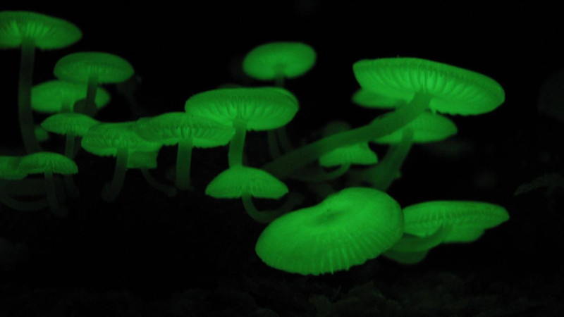 Mycena_chlorophos