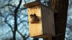 Nagy őszi odútakarítás