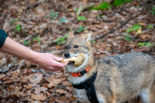 Nagy visszatérő vagy ádáz betolakodó? – Egy aranysakál naplója