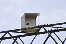 Napi cukiságbomba: sólyomfiókát mentettek Szegednél