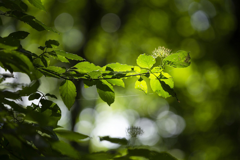 Napsütötte levelek az erdőben
