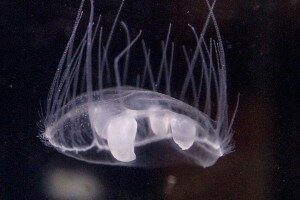 Nemcsak a tengerekben, a Dráva mentén is élnek medúzák