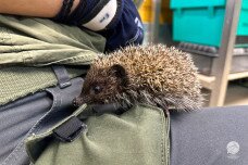 Nem jó ötlet hazavinni a mentett sünt