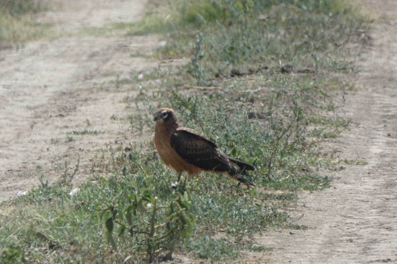 nemreg-kirepult-hamvas-retiheja-fioka-x