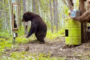 Nem tetszett a medvének, amit a tükörben látott