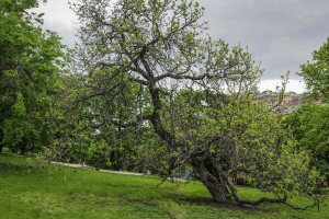 Nevezetes budapesti fák nyomában