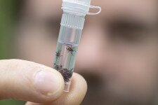 „Nincs szó semmiféle horrorról” – Mit lehet tudni a nálunk is felbukkanó trópusi kullancsokról?