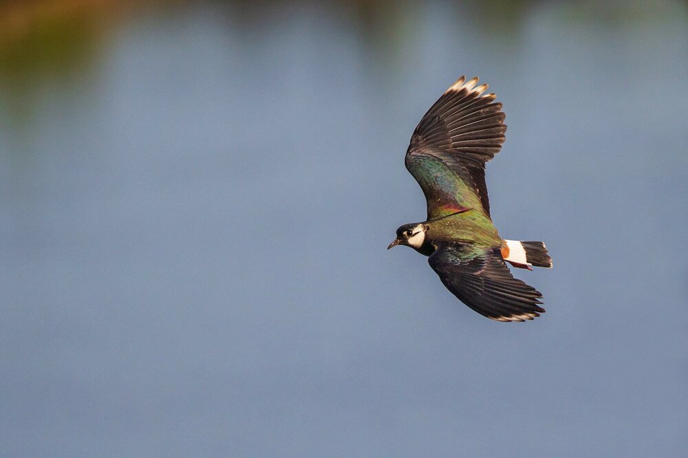 Northern Lapwing (Vanellus vanellus) male flying in front of a blue lake, Hesse, Germany
