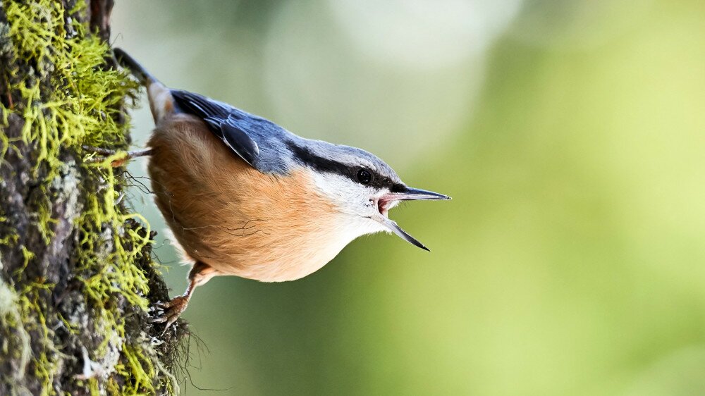Nuthatch perched on a log of larch in the Swiss Alps