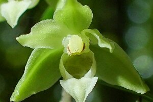 Nyílik az egyik legapróbb erdei orchidearitkaságunk