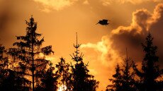 Nyolc kilométer per órával hasít a világ leglassabban repülő madara
