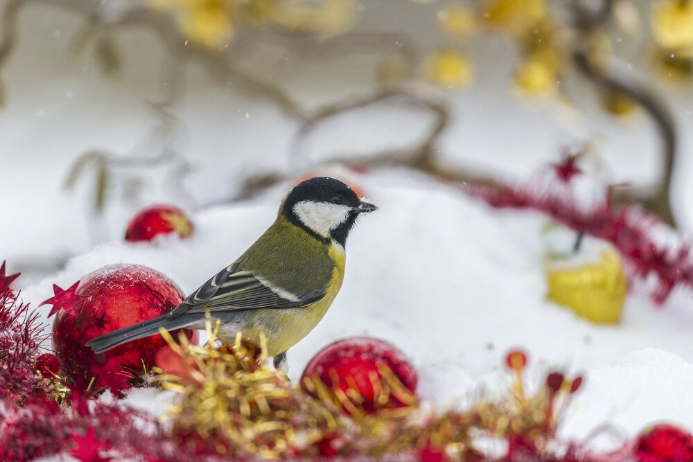 Oiseaux du jardin photographi..s .. la mangeoire avec des d..corations de No..l dans la neige. Saison : Hiver - Lieu :  Marcheville, Cr..cy-en-Ponthieu, Somme, Picardie, France