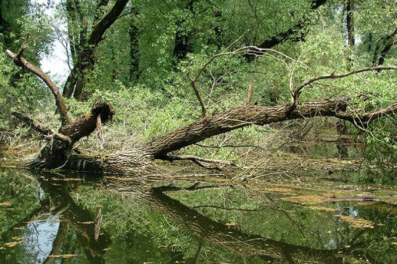 ok_mo__rocz_attila_gemenc_2006_0428image0215.jpg