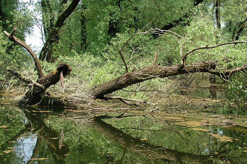 ok_mo__rocz_attila_gemenc_2006_0428image0215.jpg
